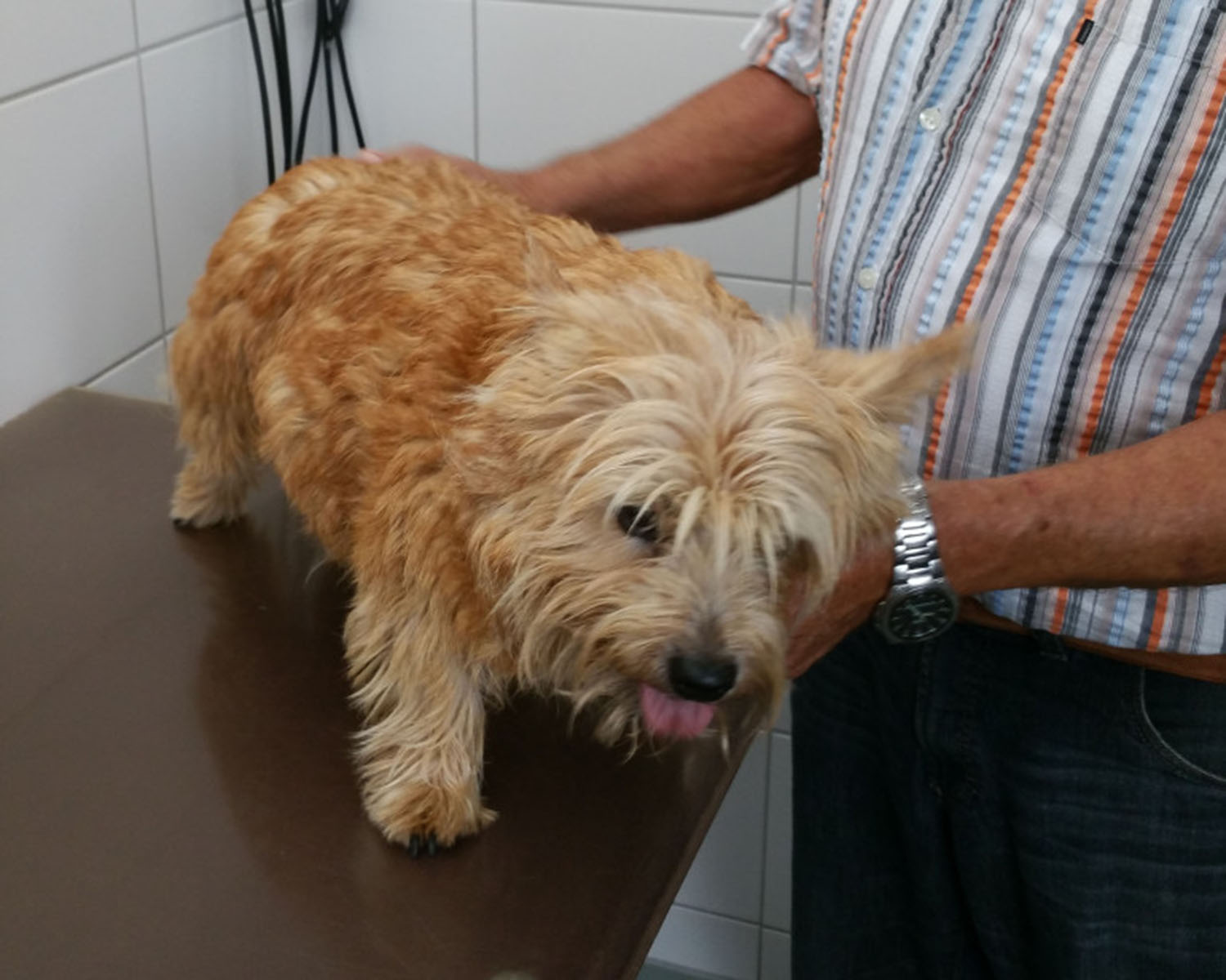 Fellstrukturen Hund richtig pflegen